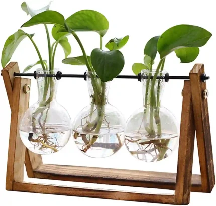 XXXFLOWER 3 bulb glass plant terrarium with wooden stand for home and office décor